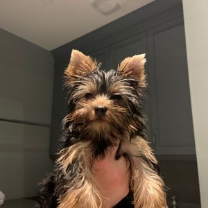 Meet your Posher, Lucy